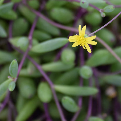 Little Pickles (Crassothonna)