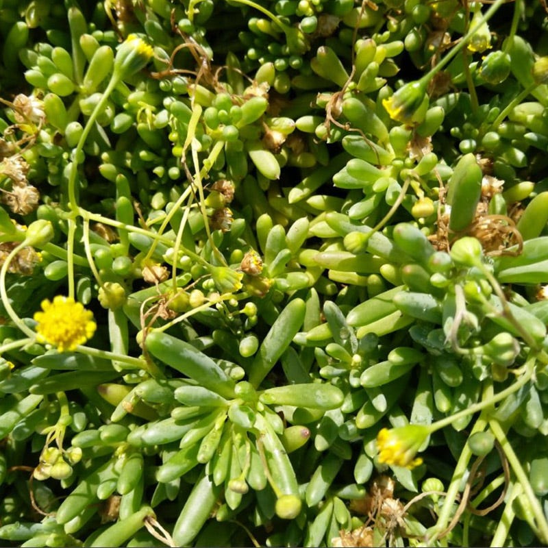 succulent with little yellow flowers Little Pickles, Crassothonna capensis