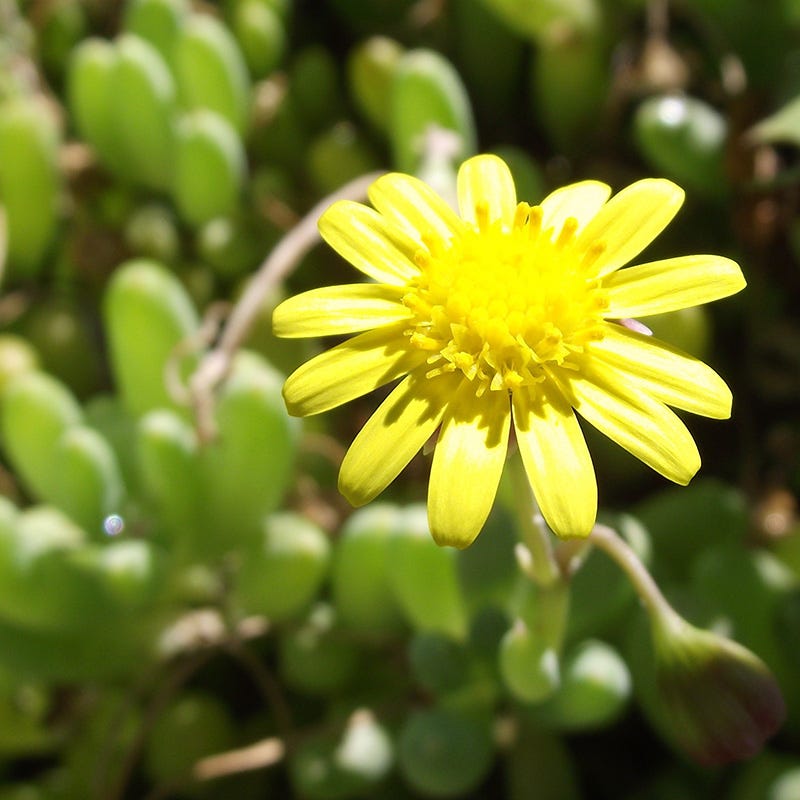 succulent plant with little yellow flowers Little Pickles, Crassothonna capensis