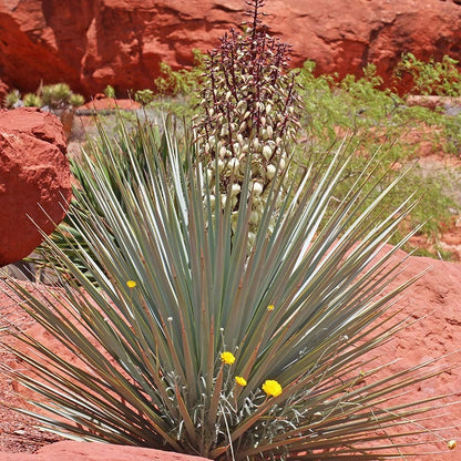 David's Dependable Desert Plant Collection