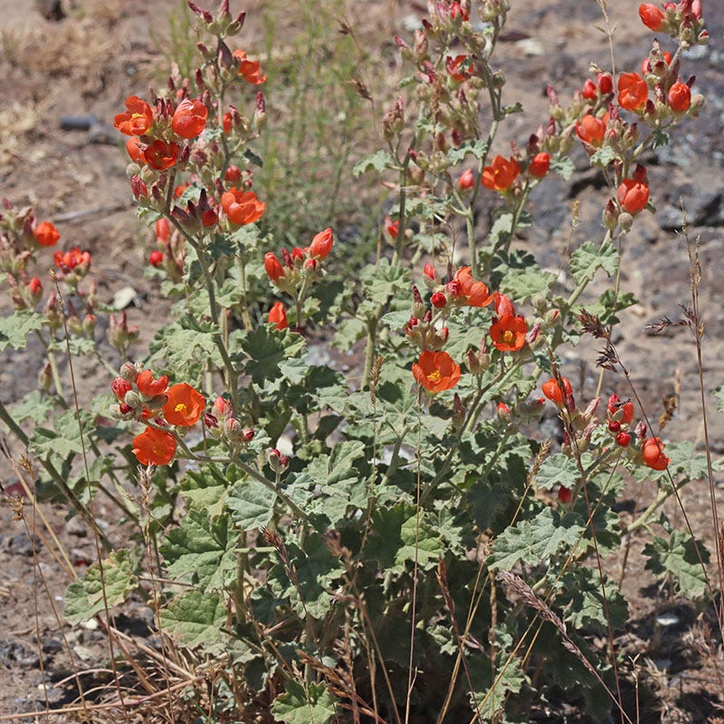 Some Like It Hot Collection