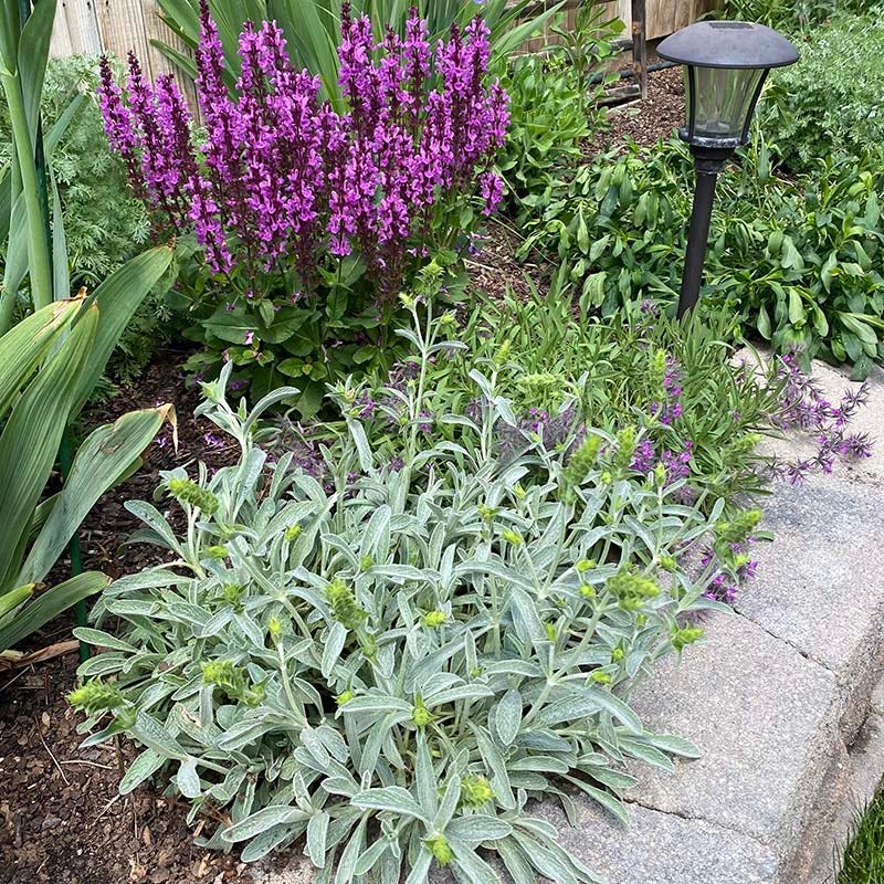 sideritis scardica plant Sarada's™ Greek Mountain Tea