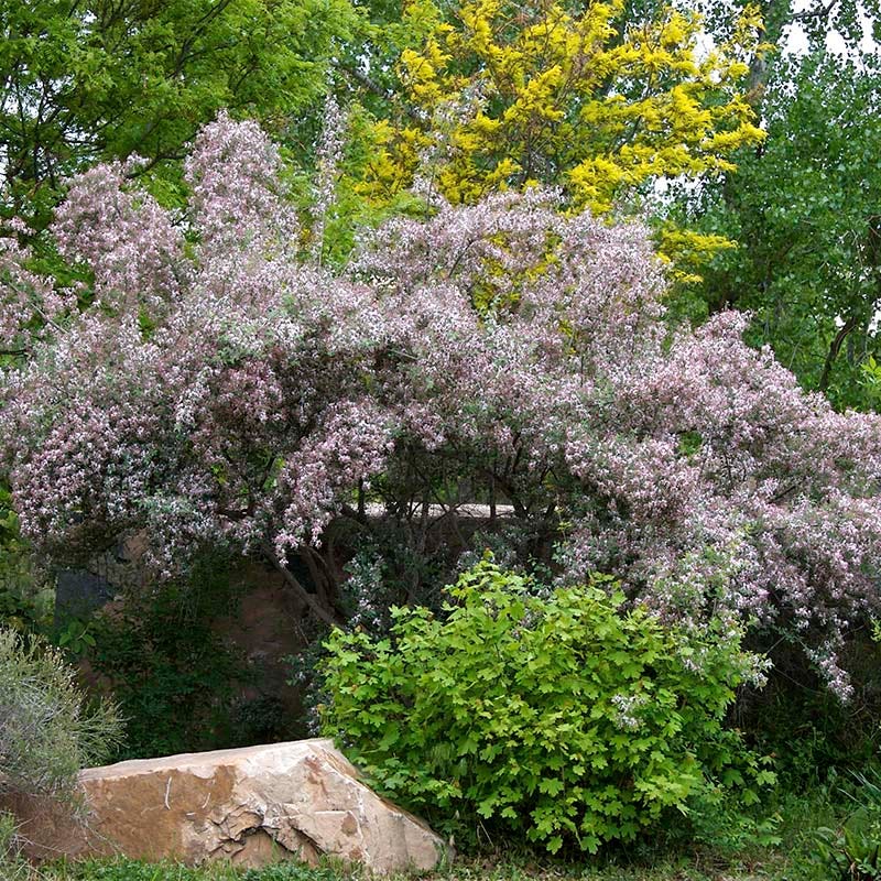 Blue Velvet® Honeysuckle