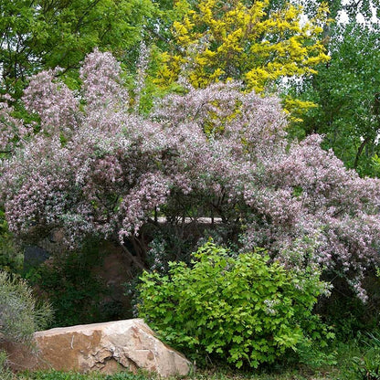 Blue Velvet® Honeysuckle