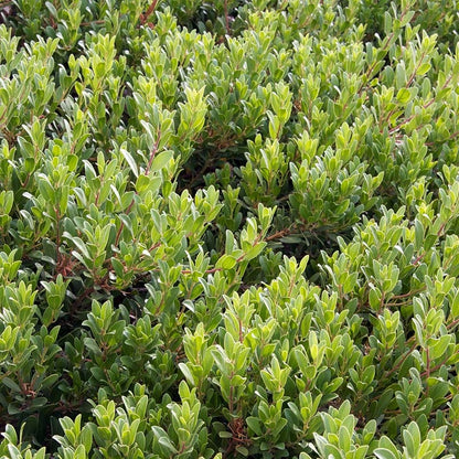 Mock Bearberry Manzanita
