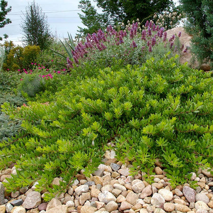 Mock Bearberry Manzanita