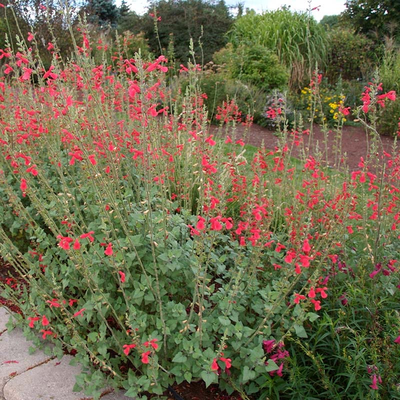 Vermilion Bluffs® Mexican Salvia