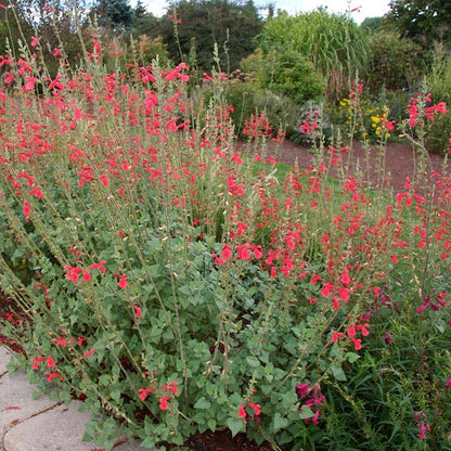 Vermilion Bluffs® Mexican Salvia