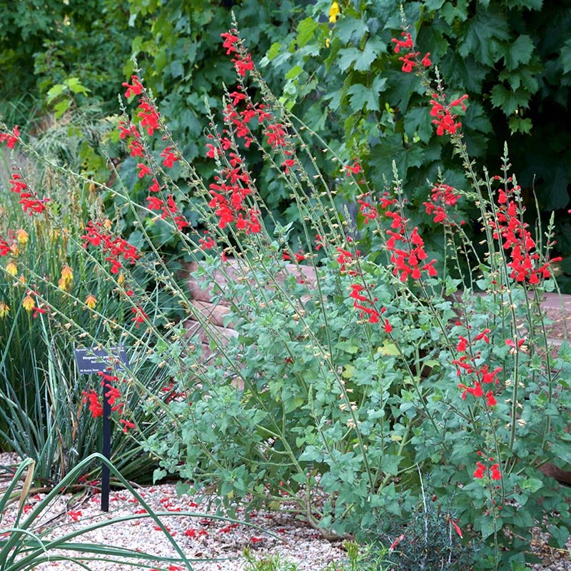 Vermilion Bluffs® Mexican Salvia