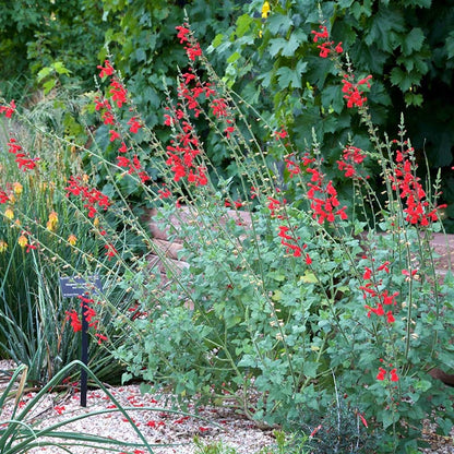 Vermilion Bluffs® Mexican Salvia