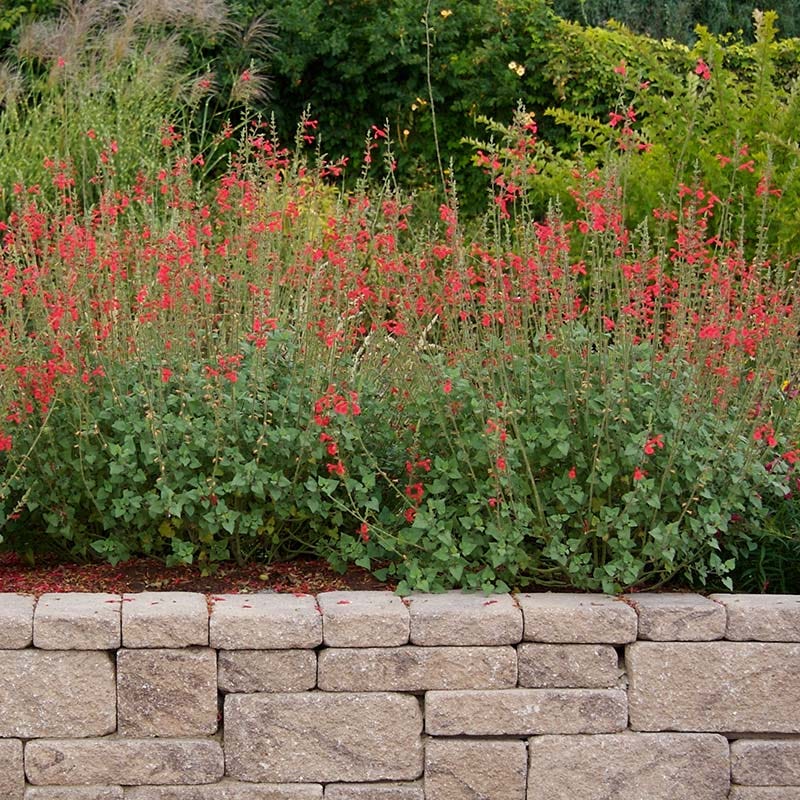 Vermilion Bluffs® Mexican Salvia
