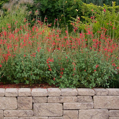 Vermilion Bluffs® Mexican Salvia