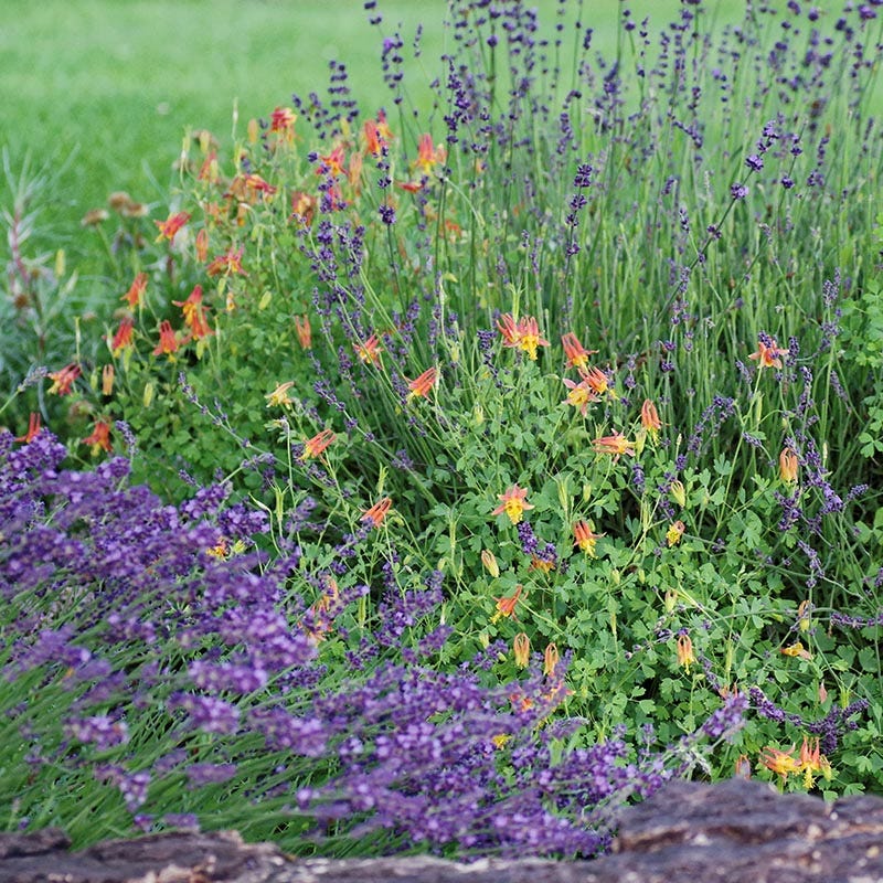 Arizona Columbine, Aquilegia desertorum