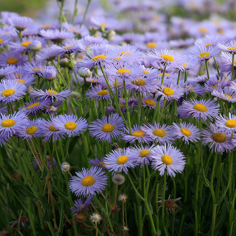 RAMBLER™ Mountain Fleabane (Erigeron)