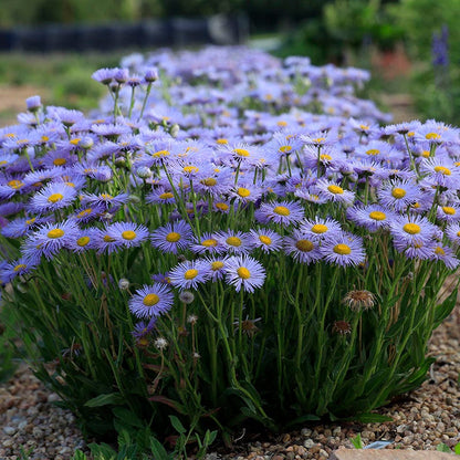 RAMBLER™ Mountain Fleabane (Erigeron)