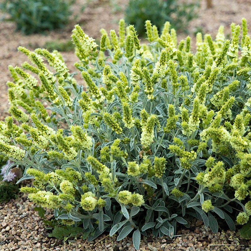 フラワー・ガーデニング Hoa HOA Friendly Collection | Water-Smart Curb Appeal Plants