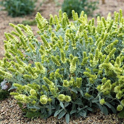 Sarada's™ Greek Mountain Tea