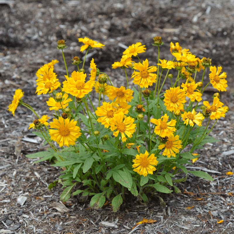 Coreopsis 'Jethro Tull' - Thumbnail 3