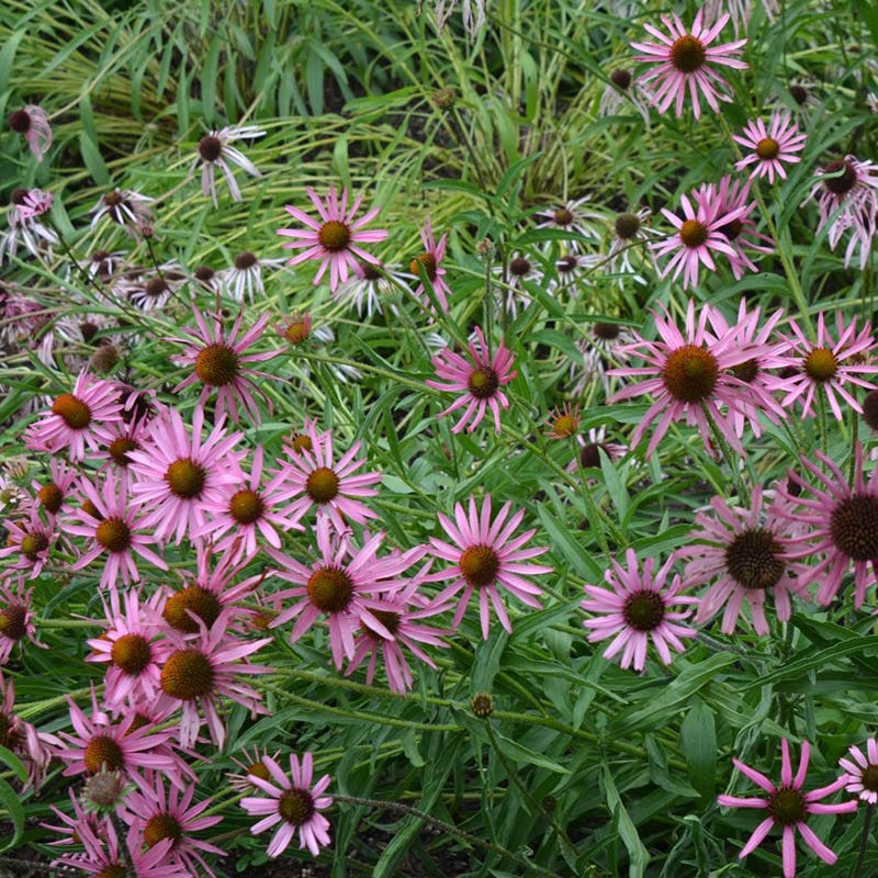 succulents native to tennessee Tennessee Echinacea