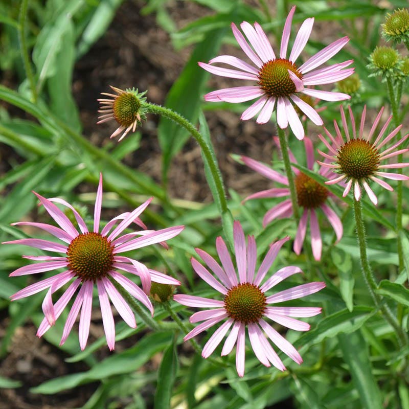 succulents native to tennessee Tennessee Echinacea