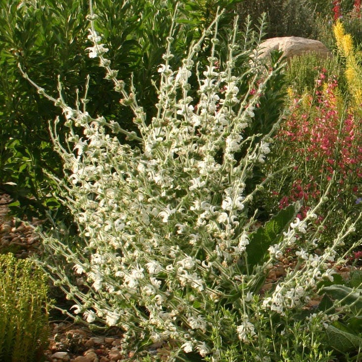 silver sage air plant Silver Salvia
