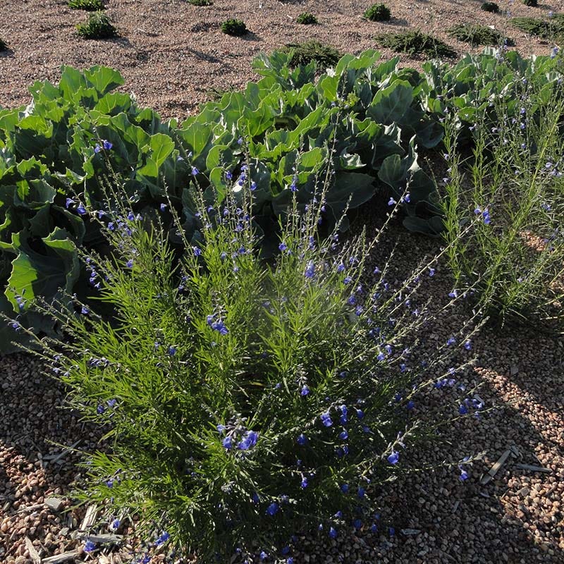 FireSmart Collection - Zone 3