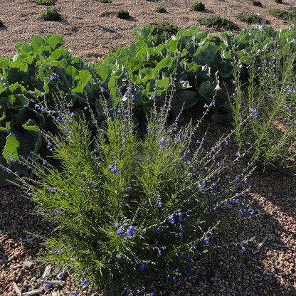 FireSmart Collection - Zone 3