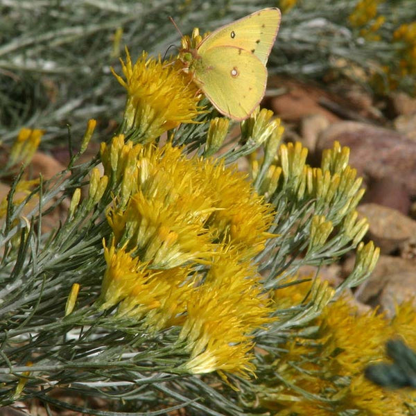 Baby Blue Rabbitbrush | Vibrant Late-Summer Blooms