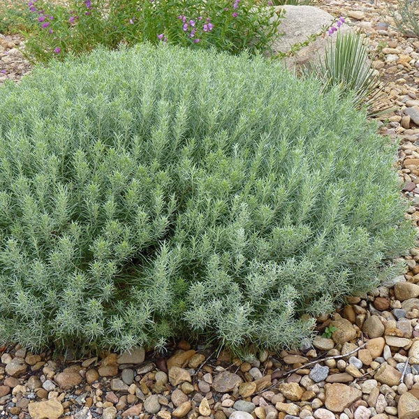 Baby Blue Rabbitbrush | Vibrant Late-Summer Blooms