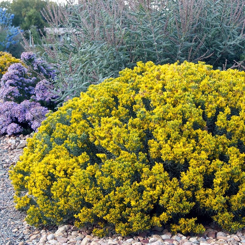 Baby Blue Rabbitbrush (Ericameria)