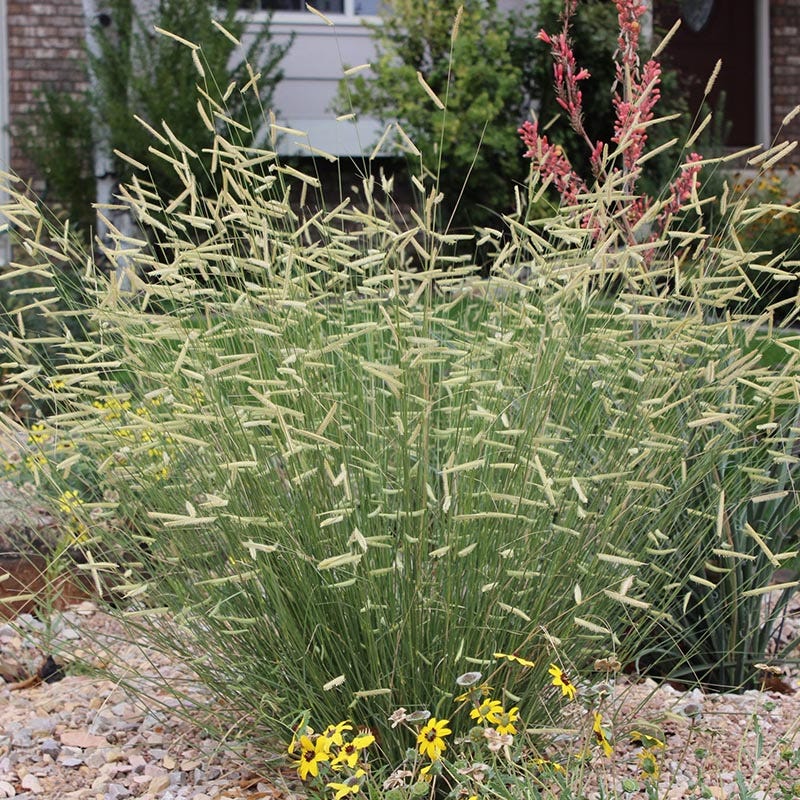 Native Intermountain West Songbird Pre-Planned Garden