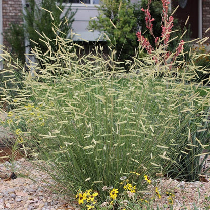 Native Intermountain West Songbird Pre-Planned Garden