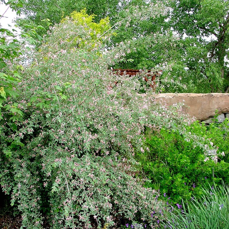 Blue Velvet® Honeysuckle