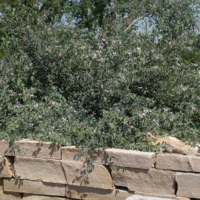 Blue Velvet® Honeysuckle