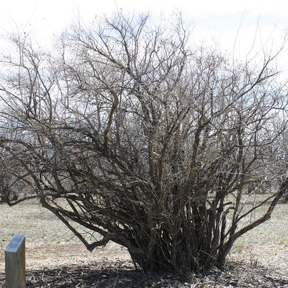 Blue Velvet® Honeysuckle
