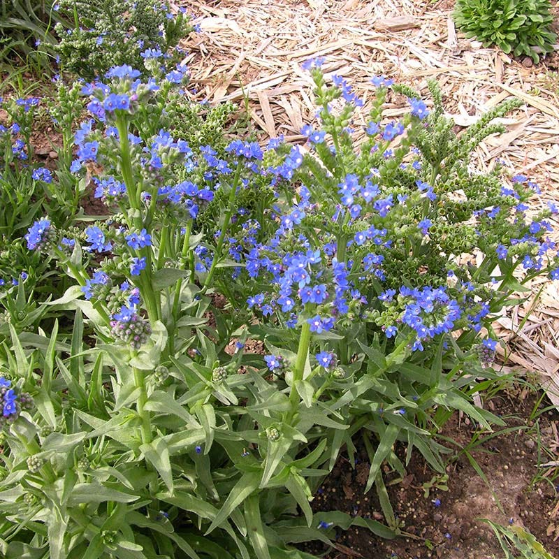 Cape Forget-Me-Not (Anchusa) - Thumbnail 4