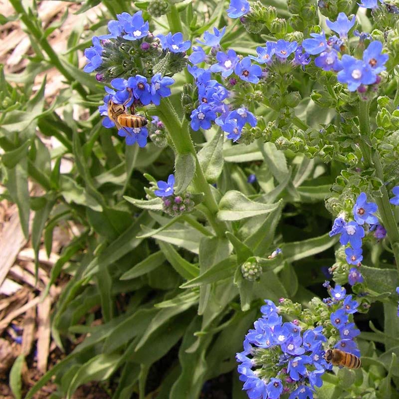 forget me not seed planting Cape Forget-Me-Not