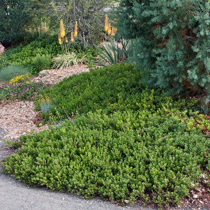 Mock Bearberry Manzanita