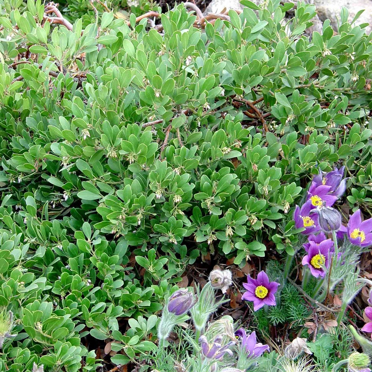 Mock Bearberry Manzanita