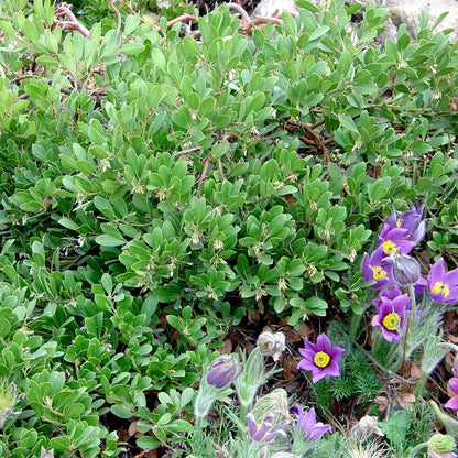 Mock Bearberry Manzanita
