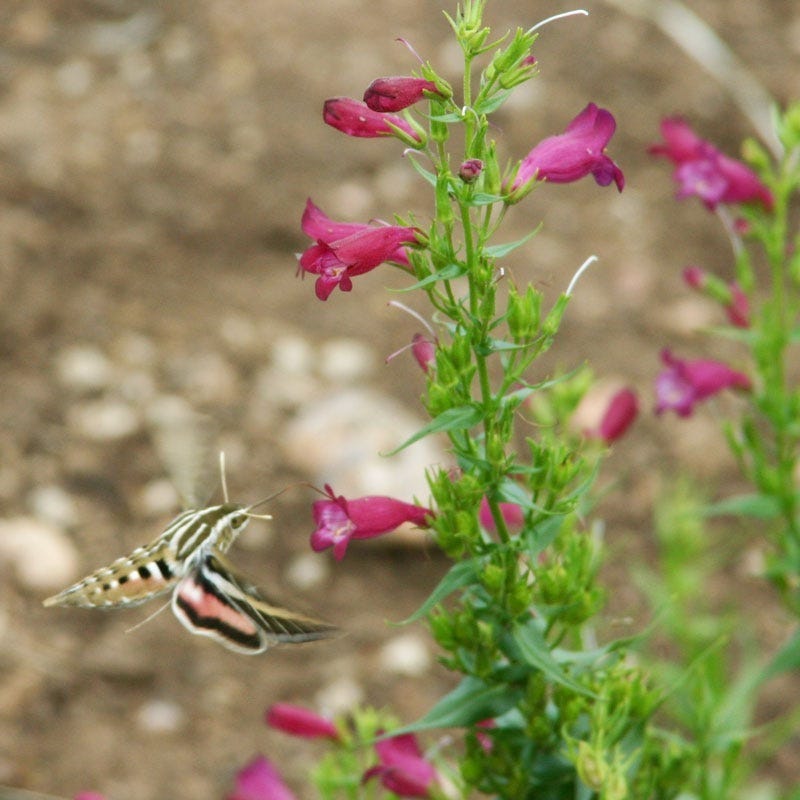 Red Rocks® Penstemon | Summer Rose-Pink Blooms