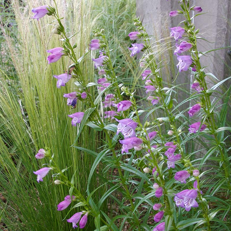 Shadow Mountain® Penstemon