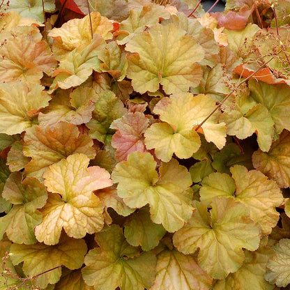 Northern Exposure™ Amber Coral Bells