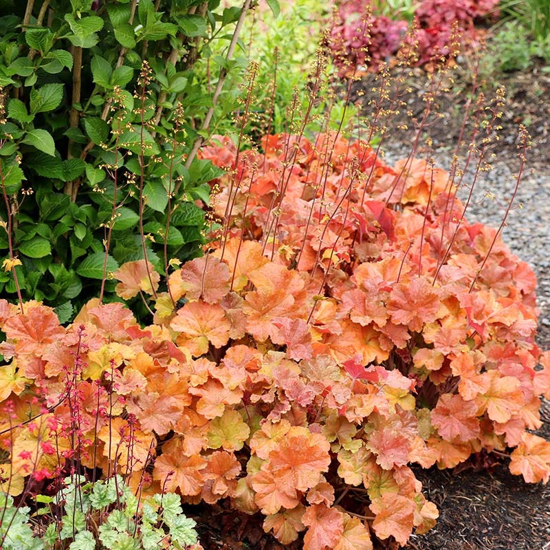 Northern Exposure™ Amber Coral Bells