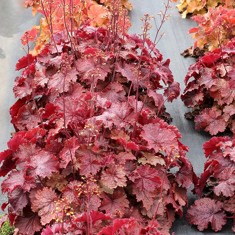 Northern Exposure™ Red Coral Bells