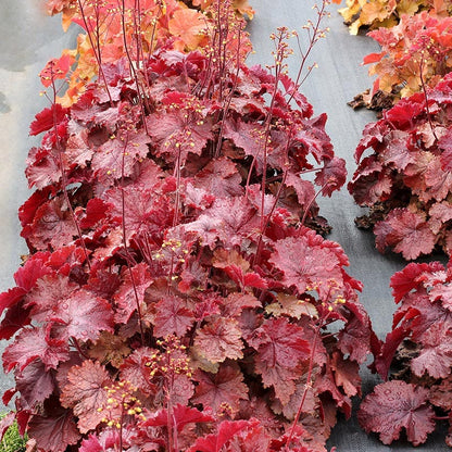 Northern Exposure™ Red Coral Bells
