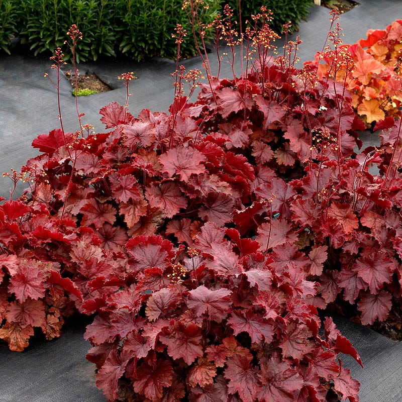 Heuchera Coral Bells 'Northern Exposure Red'