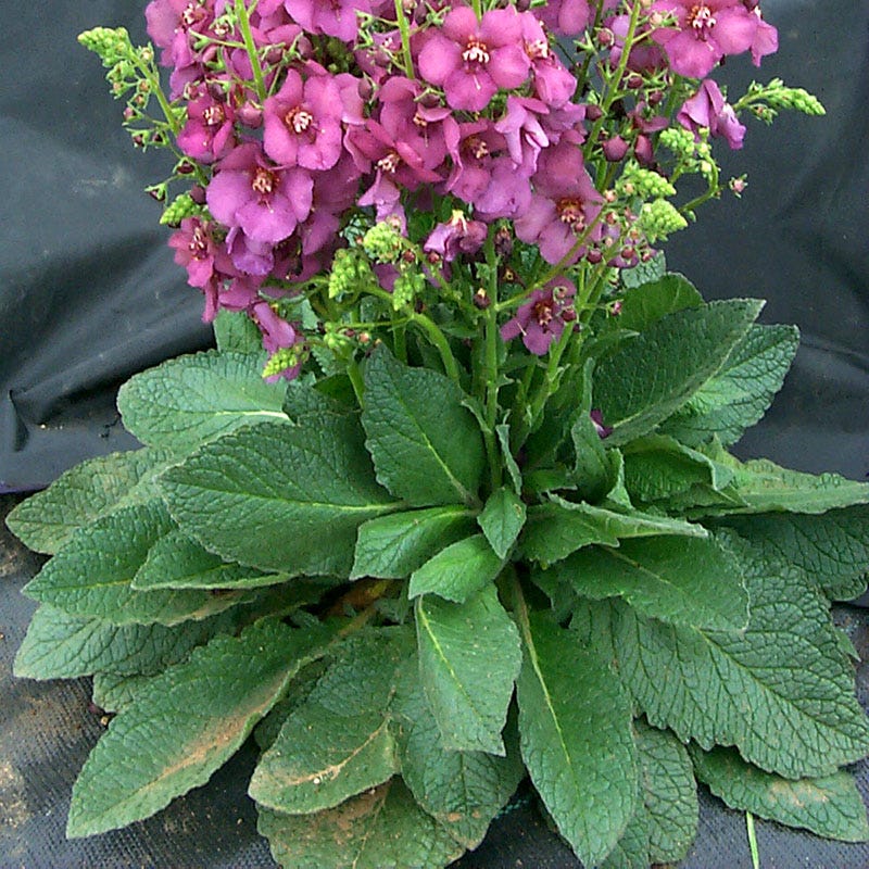 Plum Smokey Mullein (Verbascum)