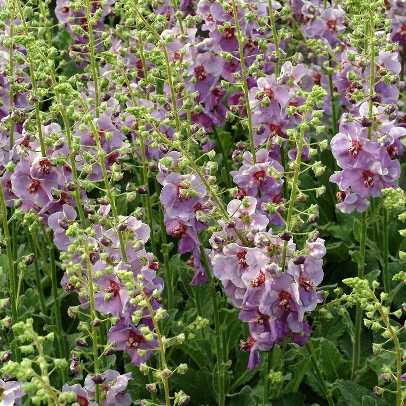 Plum Smokey Mullein (Verbascum)