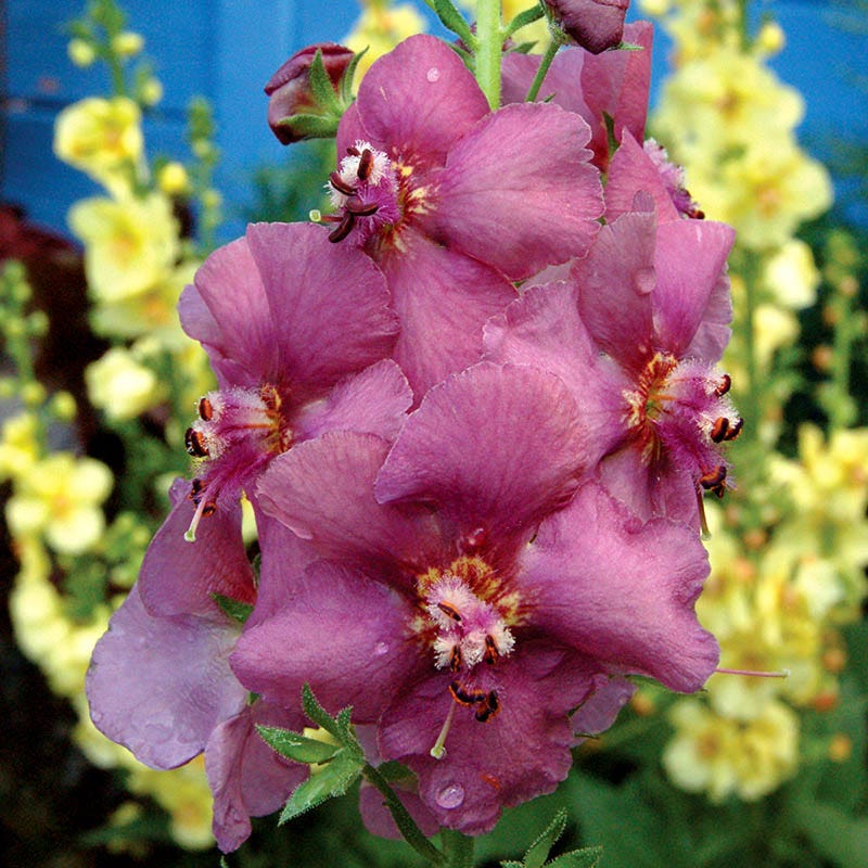 Plum Smokey Mullein (Verbascum)